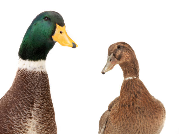 istock portrait two ducks isolated on white 1151175531