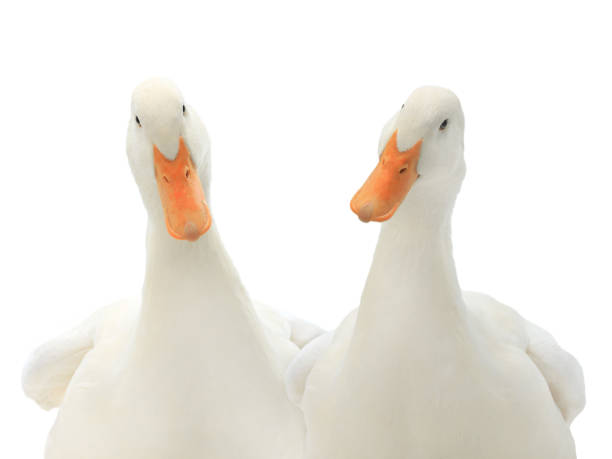 istock portrait two white ducks isolated on white 1151175562