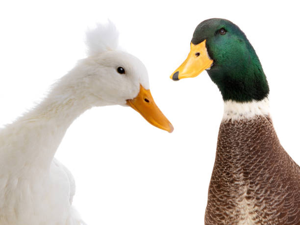 istock portrait two ducks isolated on white 1151175611