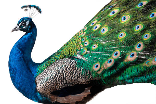 павлин изолированы на белом - close up peacock animal head bird стоковые фото и изображения