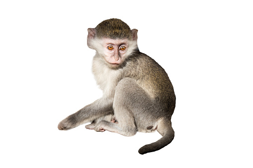 green monkey isolated on white background