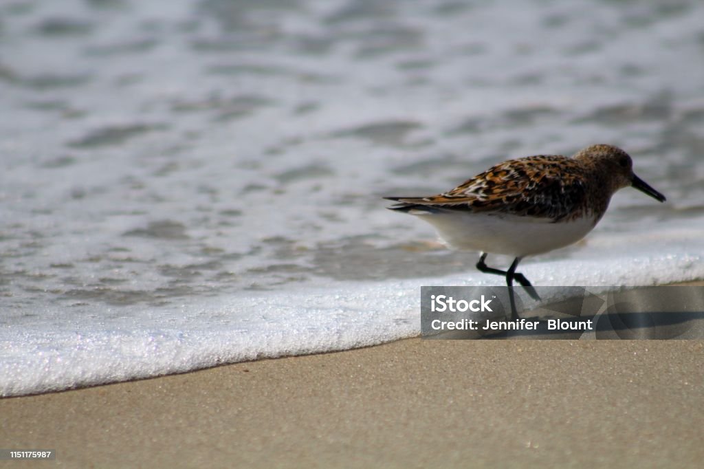 Sandpiper en la playa en Ocracoke Island North Carolina - Foto de stock de Agua libre de derechos