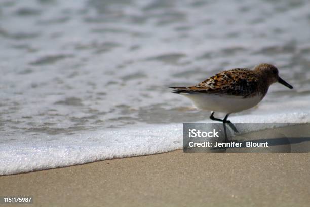 Sandpiper En La Playa En Ocracoke Island North Carolina Foto de stock y más banco de imágenes de Agua