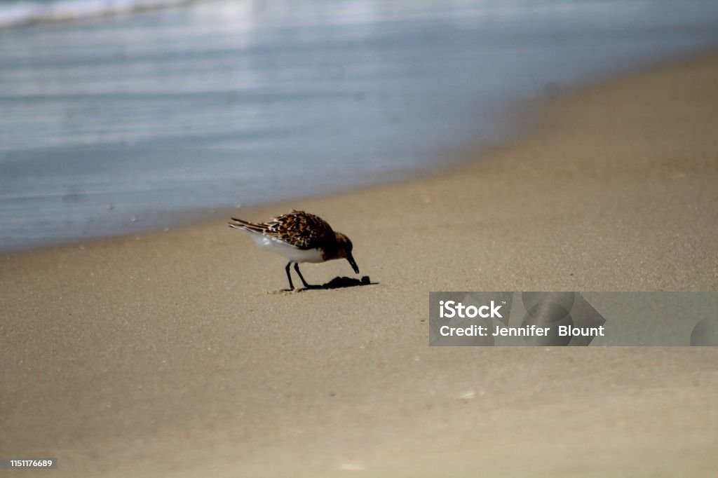 Sandpiper en la playa en Ocracoke Island North Carolina - Foto de stock de Agua libre de derechos