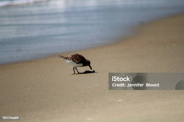 Sandpiper En La Playa En Ocracoke Island North Carolina Foto de stock y más banco de imágenes de Agua