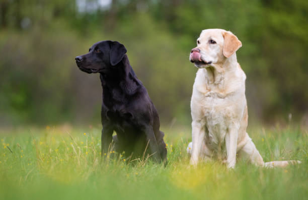 istock Two Labrador Retriever dogs. Small depth of field 1151177142