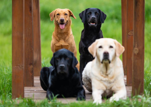 istock Four Labrador Retriever dogs. Small depth of field 1151177148