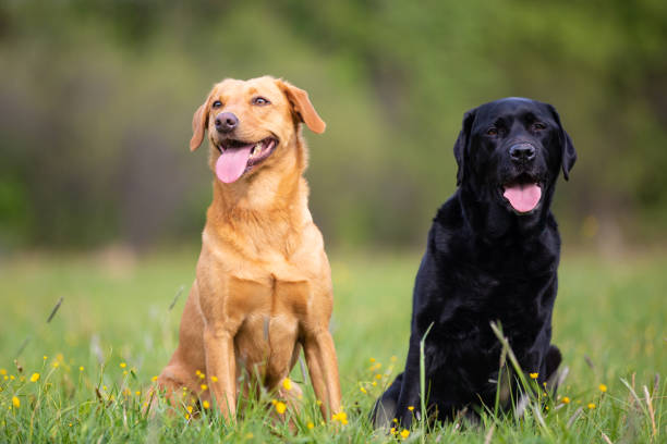 istock Two Labrador Retriever dogs. Small depth of field 1151177237