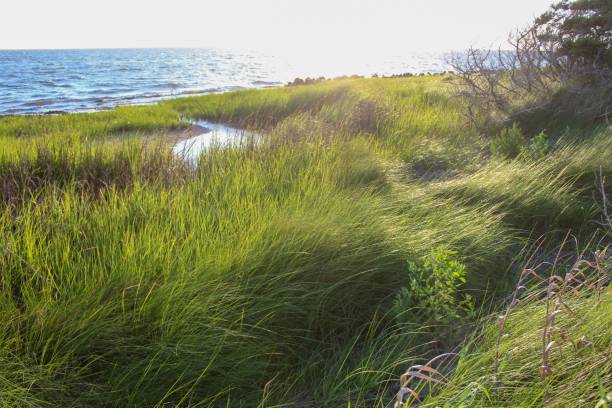 Ocracoke Island marsh land North Carolina