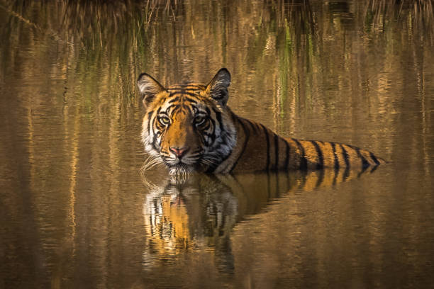 istock The World of Tiger! 1151179870