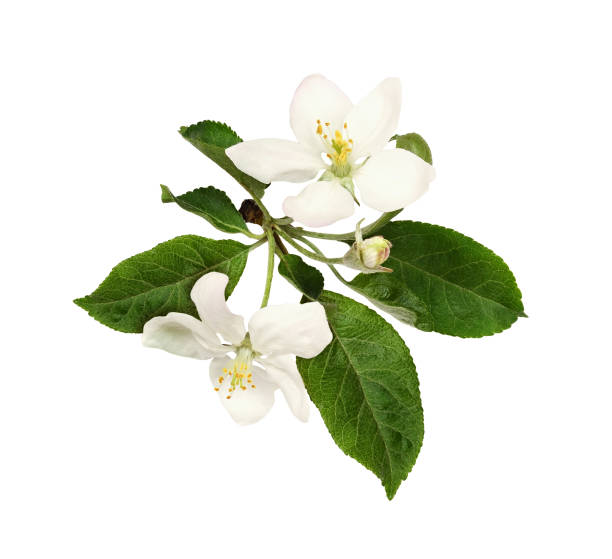 istock Fresh flowers and buds of apple tree 1151180274
