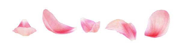 Set of pink peony petals Set of pink peony petals isolated on white petal stock pictures, royalty-free photos & images