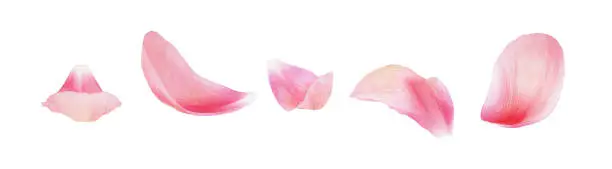 Photo of Set of pink peony petals