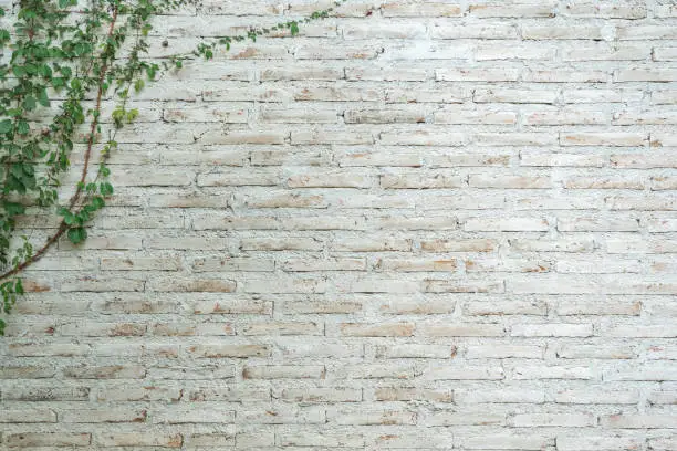 Photo of The wall is made of brick and then painted in white. There are creepers on the left wall. This wall is popular in English style. Also known as a vintage style. as background with copy space.