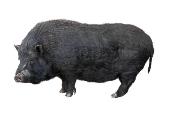 Photo of old big black pig isolated on white