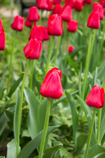 istock Tulips. Beautiful flowers. 1151181947