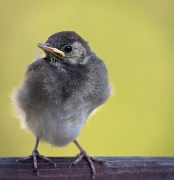 Curious tiny bird chick