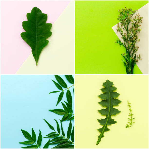 istock leaves on color background, flat lay 1151182839