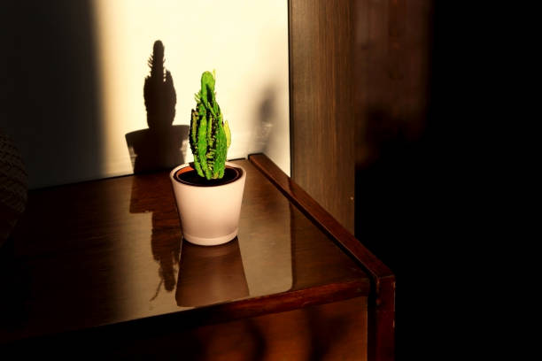 cacti cactus succulents on a wooden bedside table with reflection in a polished surface in the rays of the setting sun with hard shadows. Sepia toning