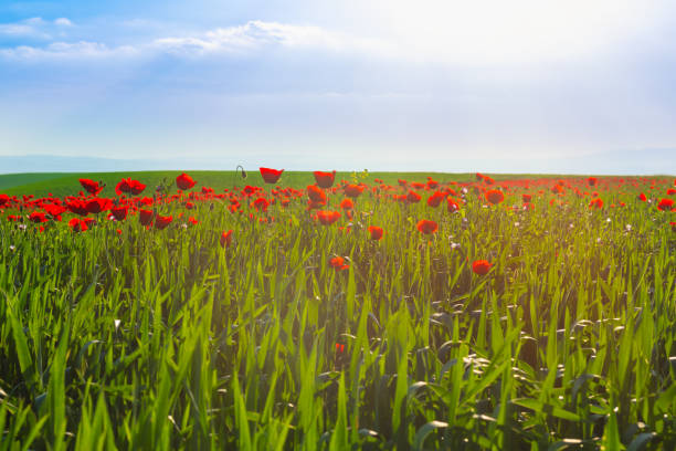 istock Green field with blooming red poppies 1151184291