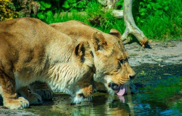 Lioness sisters love. Two lionesses are lying down embraced on the grass. One of them is licking the snout of the other. The pride of lions is firm social group whose core consists of a lioness that are usually relatives.