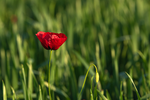 Red poppy flower in field