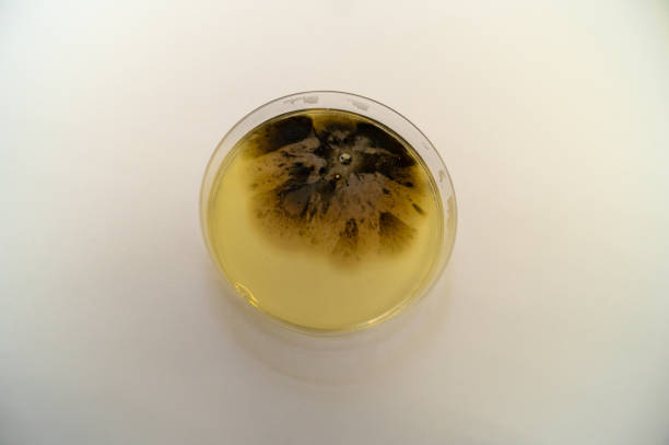 istock Mold grown on a Sabouraud agar medium in a Petri dish 1151186237
