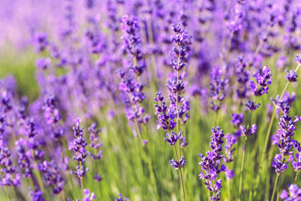 istock Lavender Field in the summer 1151187130