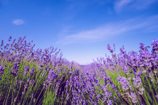 istock Lavender Field in the summer 1151187194