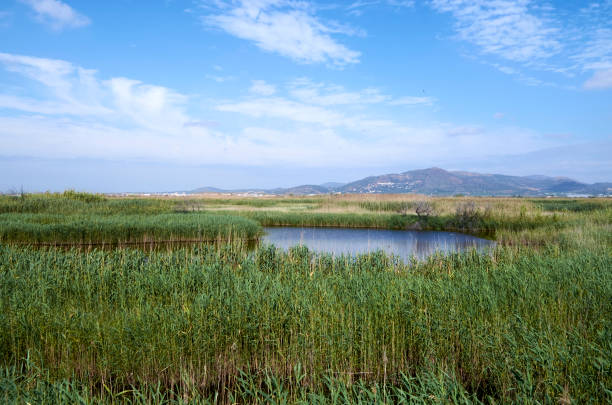 istock Ponds in Puzol Valencia 1151188971