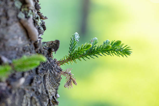 Young shoots of pine needle bundles. small buds on strong tree trunk.