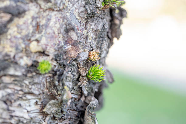 Young shoots of pine needle bundles. small buds on strong tree trunk.