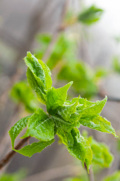 istock Eleutherococcus senticosus new leaves at spring 1151189965