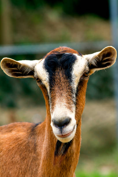 istock Rescued Goat in animal shelter 1151189967
