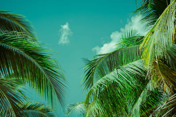 istock Coconut palm tree foliage under sky. Vintage background. Retro toned poster. 1151191379