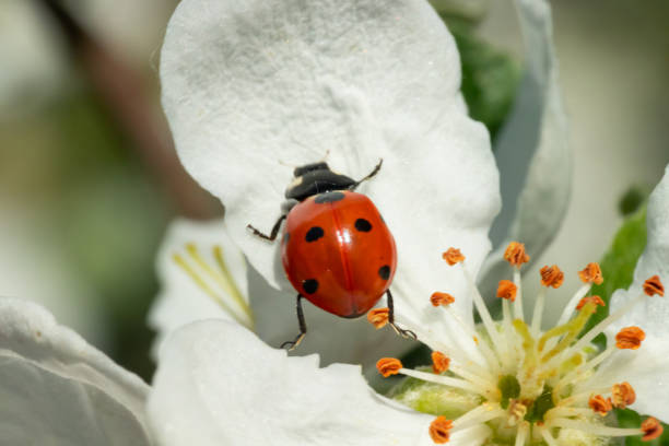 istock Red ladybug on apple tree flower macro close-up 1151191404
