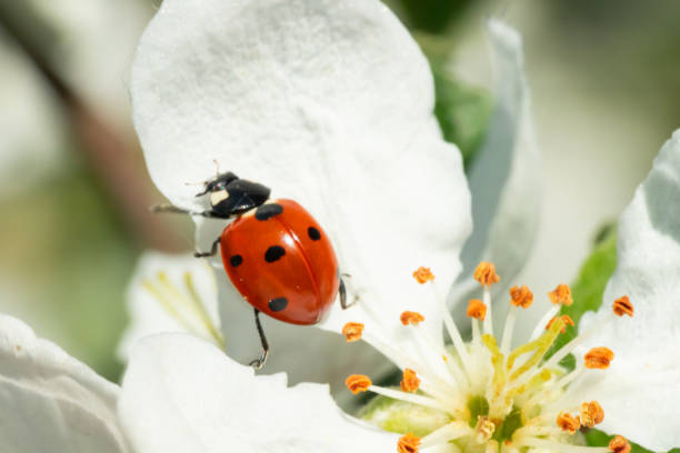 istock Red ladybug on apple tree flower macro close-up 1151191488