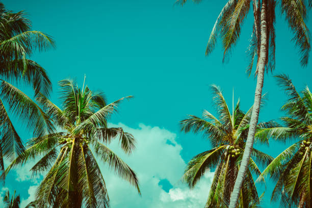 istock Coconut palm tree foliage under sky. Vintage background. Retro toned poster. 1151191490