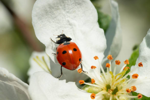 istock Red ladybug on apple tree flower macro close-up 1151191557
