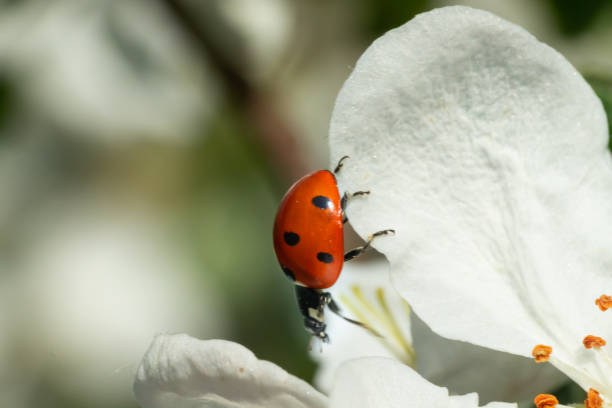 istock Red ladybug on apple tree flower macro close-up 1151191600