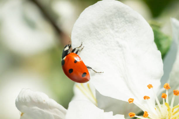 istock Red ladybug on apple tree flower macro close-up 1151191633