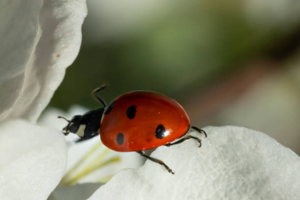 istock Red ladybug on apple tree flower macro close-up 1151191679