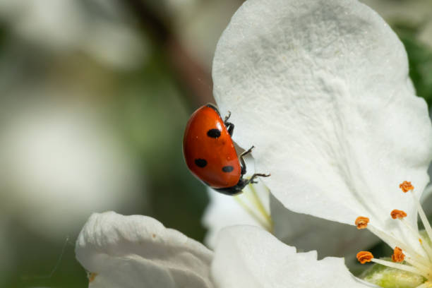 istock Red ladybug on apple tree flower macro close-up 1151191706