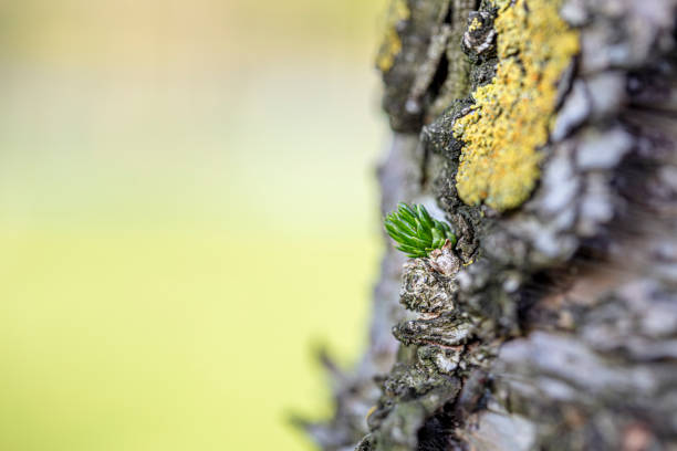 Young shoots of pine needle bundles. small buds on strong tree trunk.