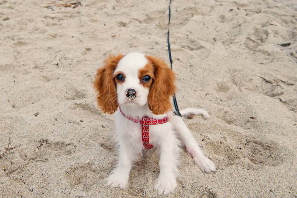 istock dog or cavalier king charles spaniel puppy 1151192529
