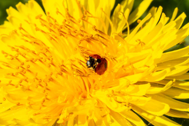 istock Red ladybug on dandelion flower macro close-up 1151192686