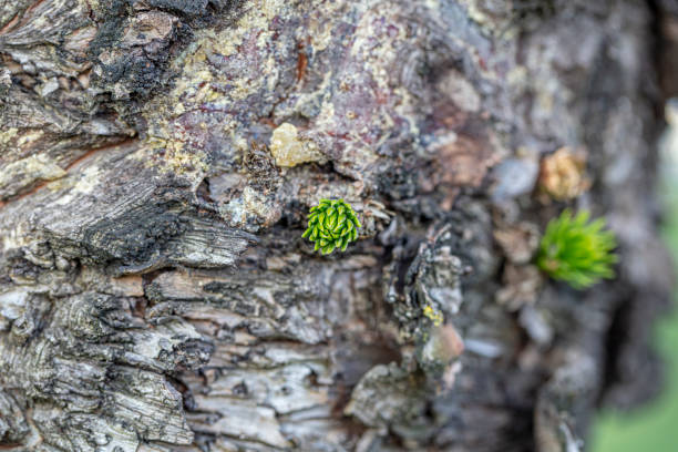 Young shoots of pine needle bundles. small buds on strong tree trunk.