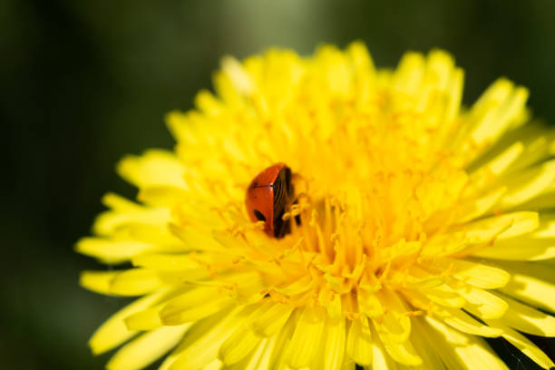 istock Red ladybug on dandelion flower macro close-up 1151192792