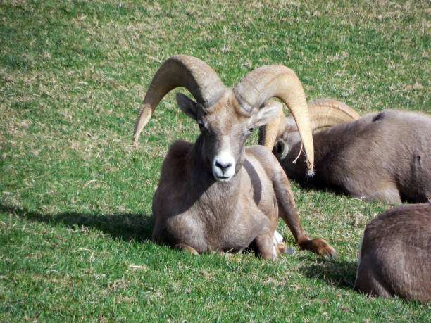 istock Wild Bighorn Sheep in Boulder City, Nevada 1151193128