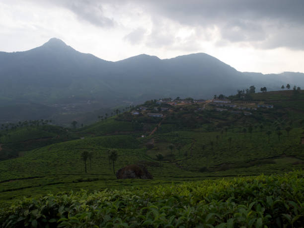 istock Tea plantations on mountains in Munnar, India 1151193287